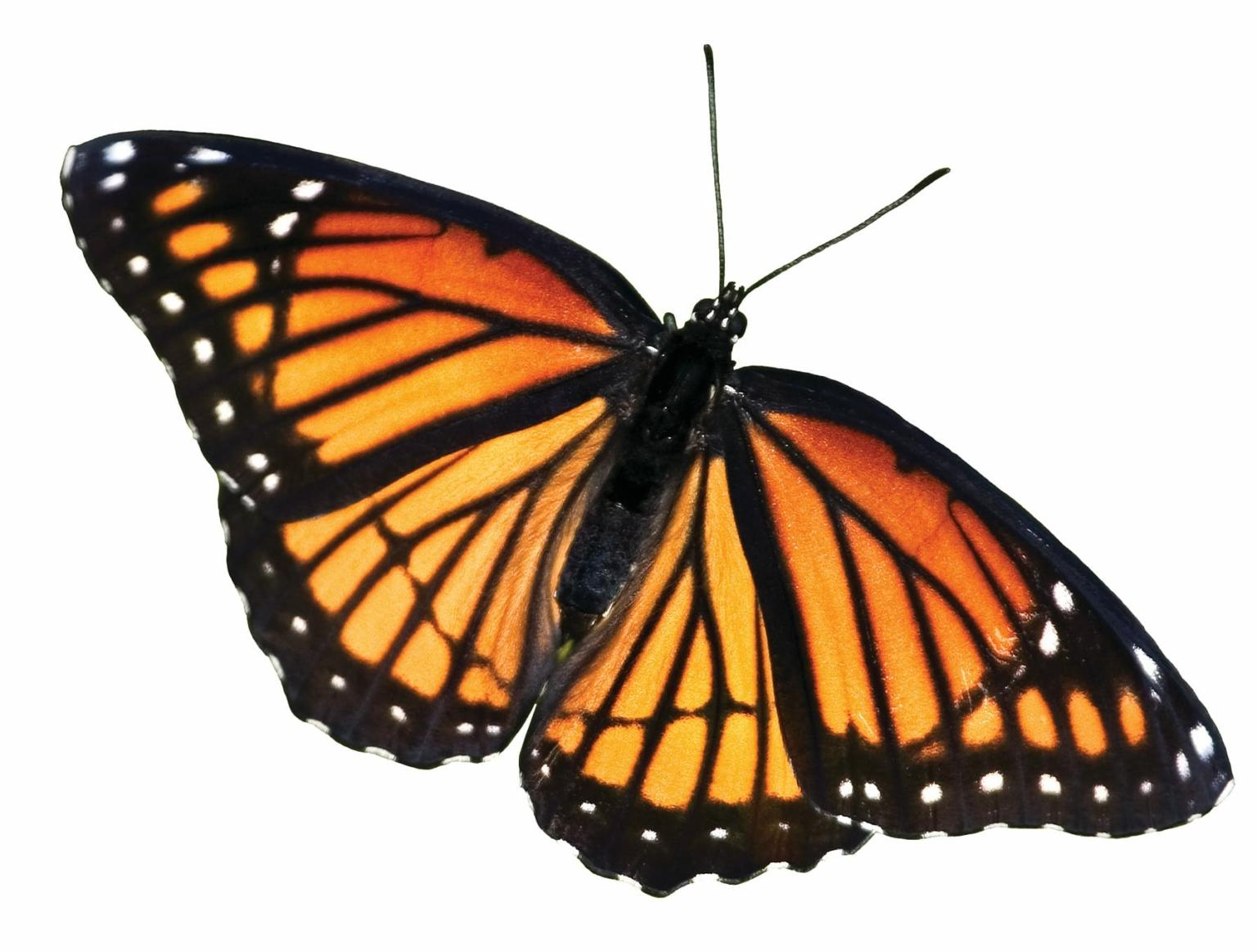 The Butterfly Society Donate Transgender Health & Wellness Center