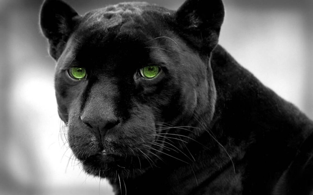 black panther
